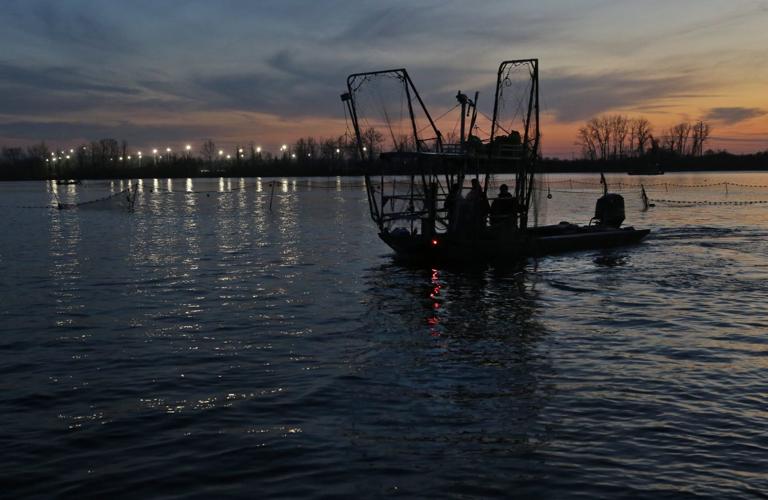 Pulling invasive carp from Creve Coeur Lake no easy job