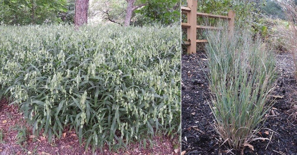 Divide ornamental grasses to maintain vigor