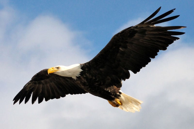 Eagles begin to appear all around Alton | Illinois Suburban Journals ...