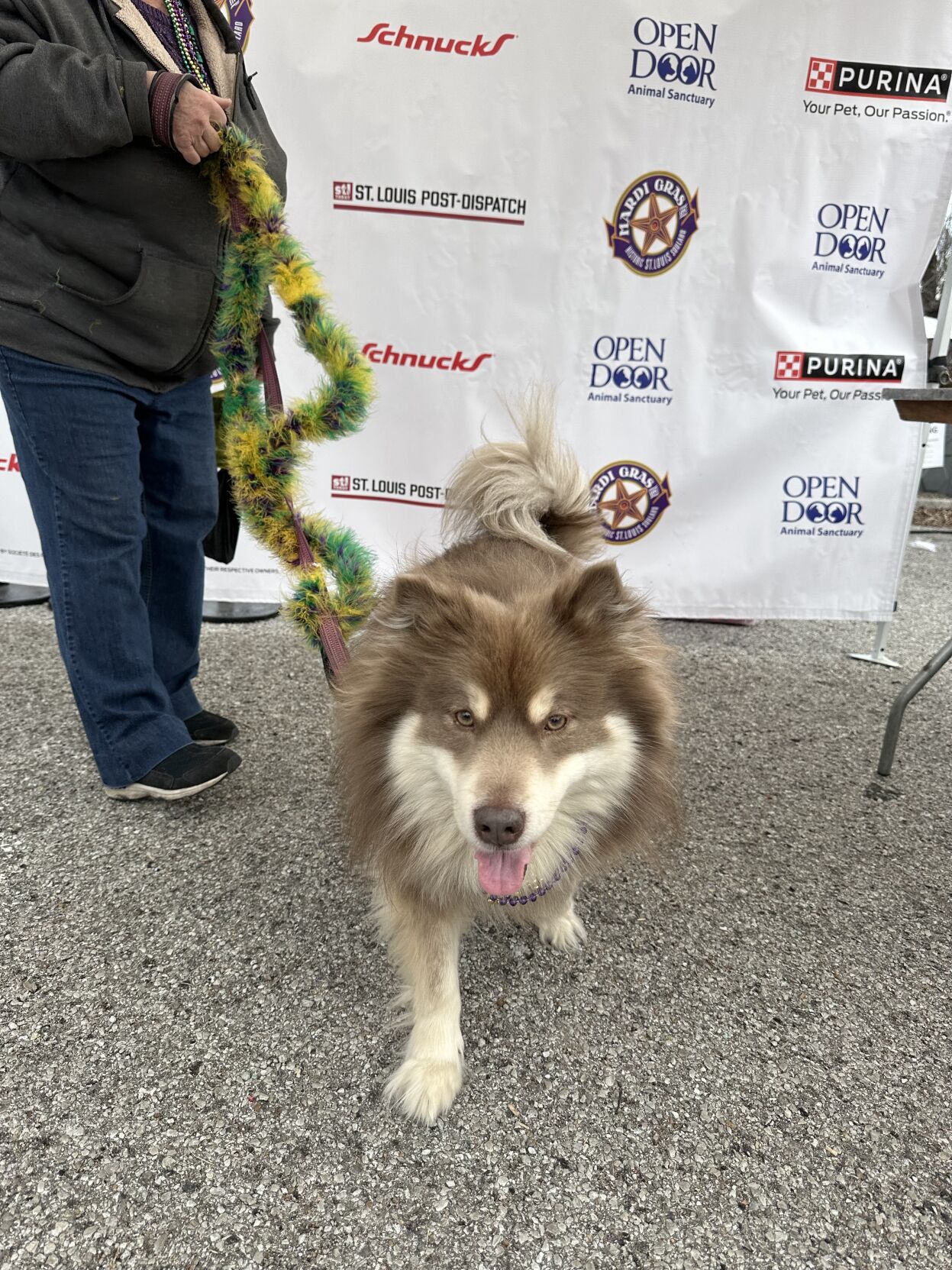 Check out scenes from the 2024 Purina Pet Parade