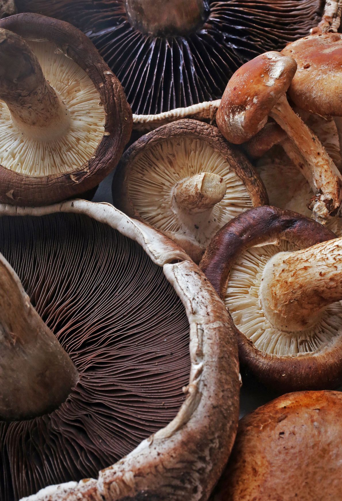 Mushrooms The joy of fungus Food and cooking