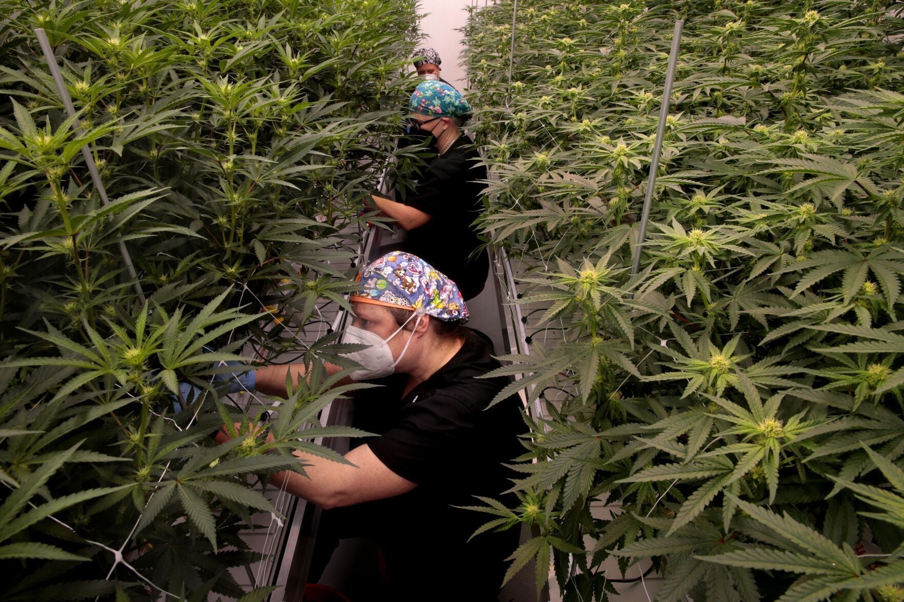 stltoday.com - Hannah Wyman | Post-Dispatch - St. Charles smoke shops are selling hemp that is actually marijuana, suit says