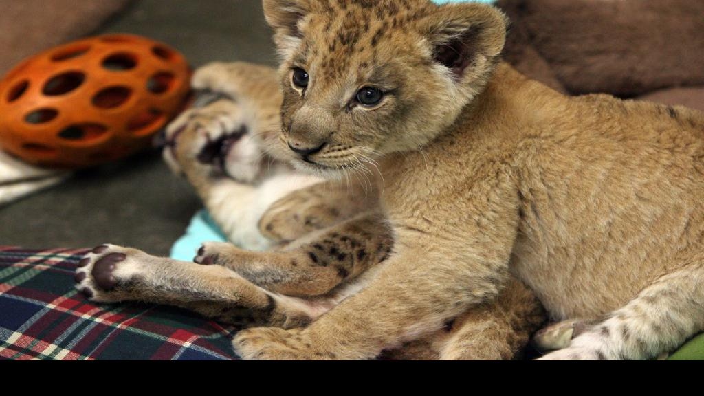 St. Louis Zoo hand-raising two lion cubs; two other cubs don&#39;t survive | Entertainment ...