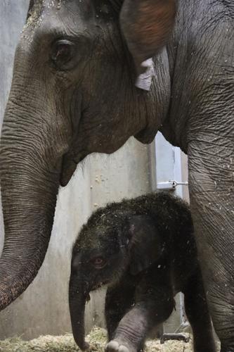 It's a boy! A 250-plus-pounder born to Asian elephant Rani at St. Louis Zoo