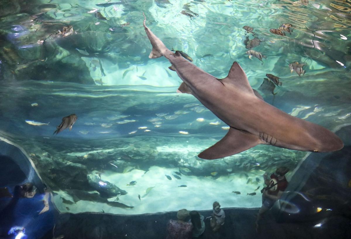shark week at st louis aquarium
