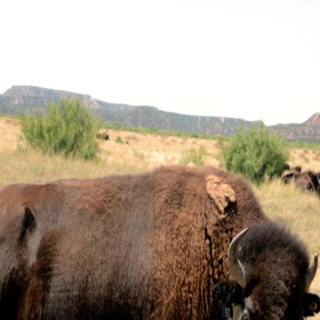 Caprock Canyons Dramatic Landscapes And Wandering Bison Travel Stltoday Com