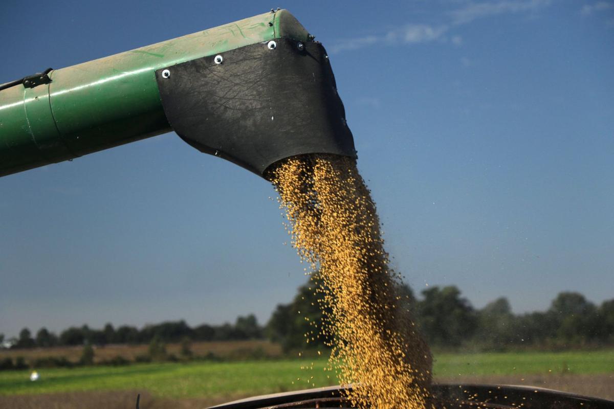Illegal use of herbicide may have diminished soybean yields in the Bootheel