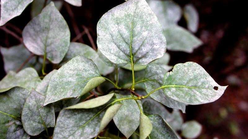 Powdery mildew is easily controlled | Home & Garden