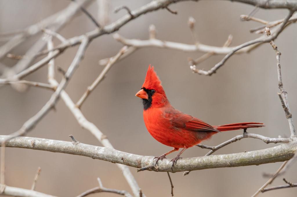 Hochman Lack Of Cardinals Baseball Is For The Birds Literally Benjamin Hochman Stltoday Com