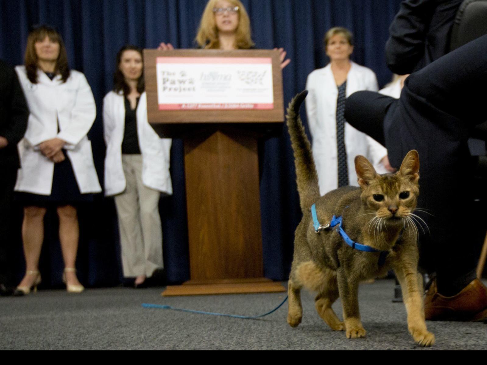 Effort Underway To Ban Declawing Of Cats In St Louis Political