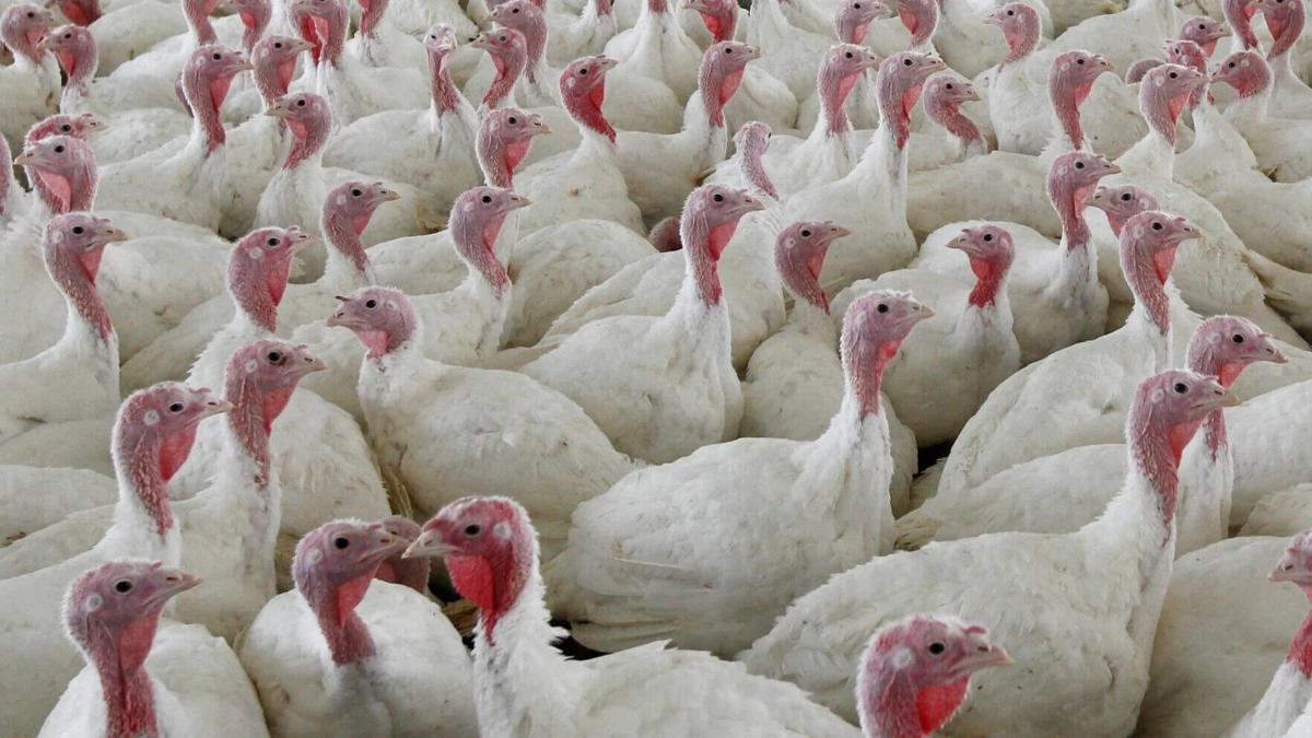 Chicken Salmonella
