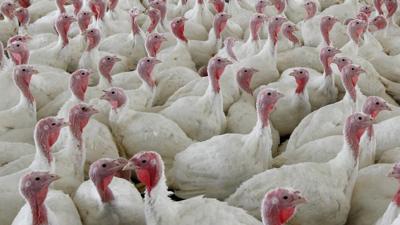Chicken Salmonella