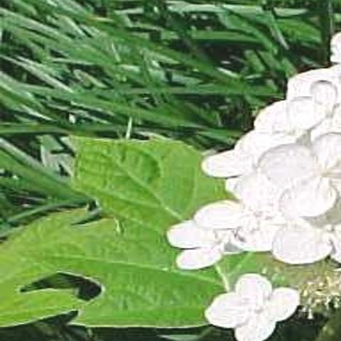 No Need To Prune Oakleaf Hydrangea If You Planted It Correctly Home Garden Stltoday Com