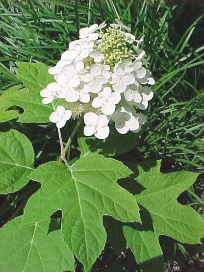 Hydrangeas will survive a light pruning this time of year