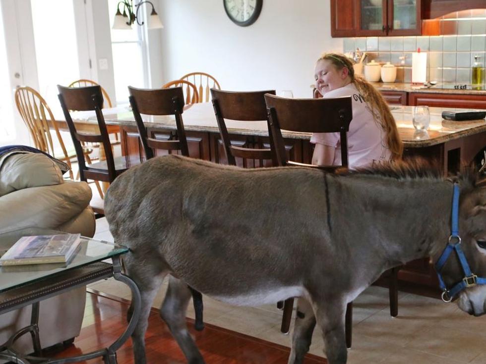 High Ridge Farm Has Everything From Upscale Kitchen To Llamas And A House Donkey Too Home Garden Stltoday Com