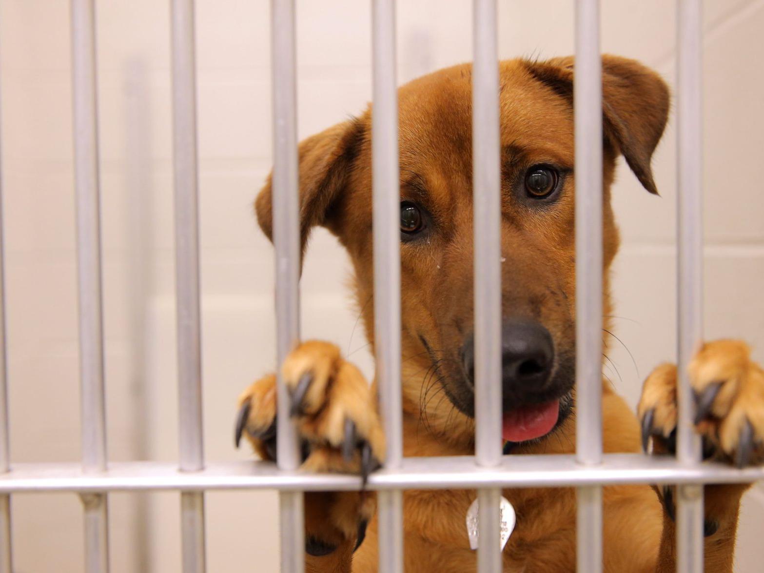 Dirty Kennels And Thin Dogs Lead To Lawsuit Against Missouri