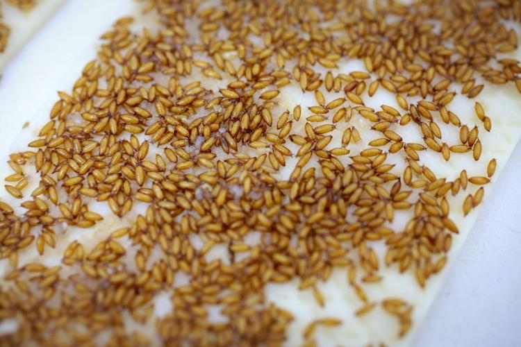 Maryland Heights company alters pest insect genes to protect crops