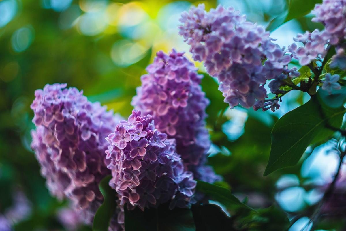 Now S The Time To Prune Lilacs Home Garden Stltoday Com
