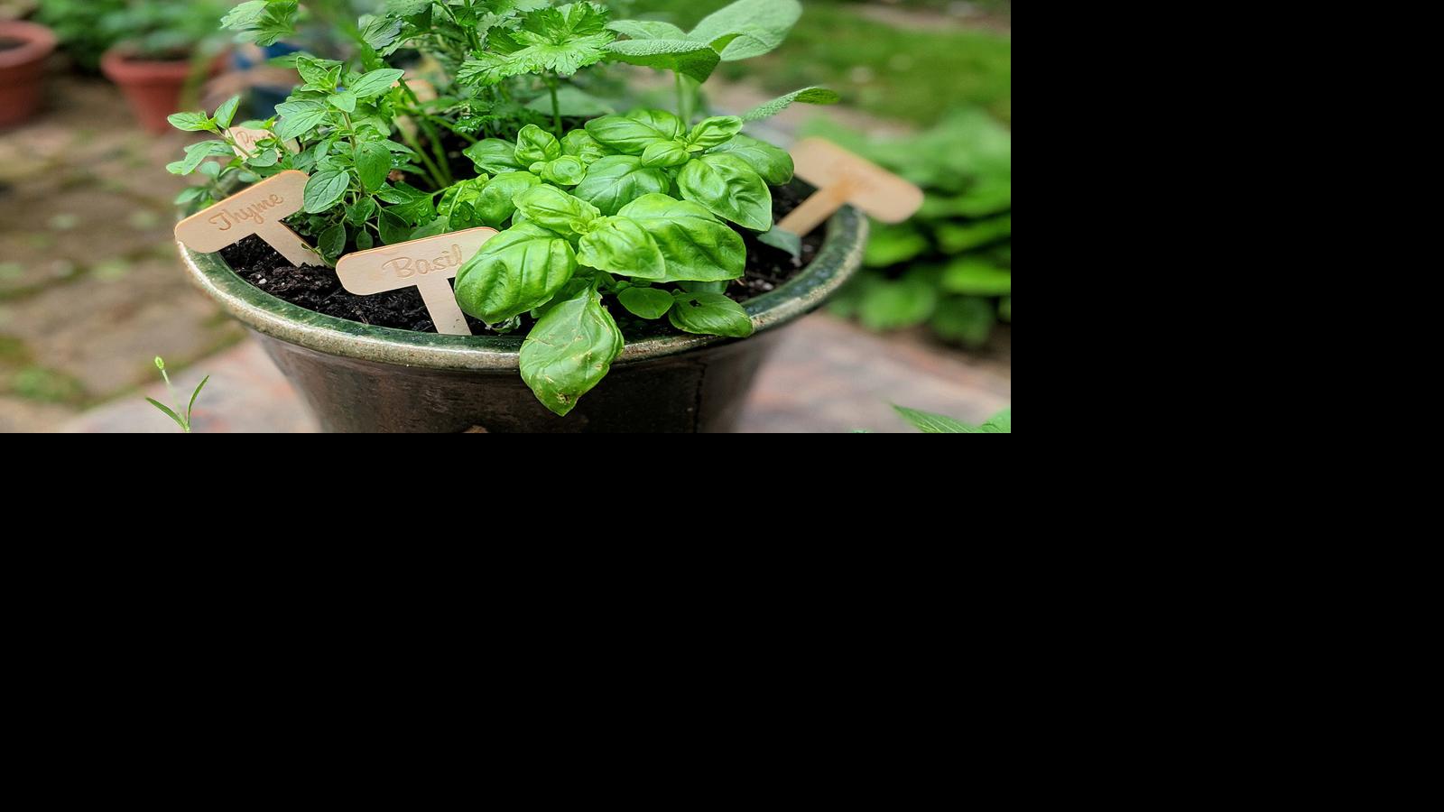 Fresh, flavorful herbs are always at the ready in a kitchen garden