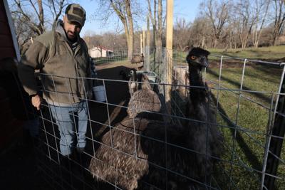 Missouri lawmaker wants to track apha-gal syndrome cases