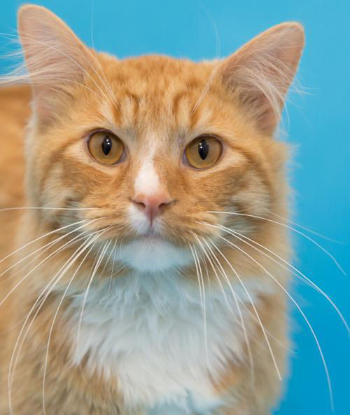 Adopt A Lovable Furry Friend In St Charles County For The Week Of