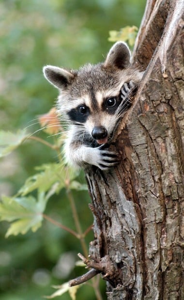 Raccoon, opossum on the table