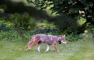 Solar the coyote roams Hampton Park