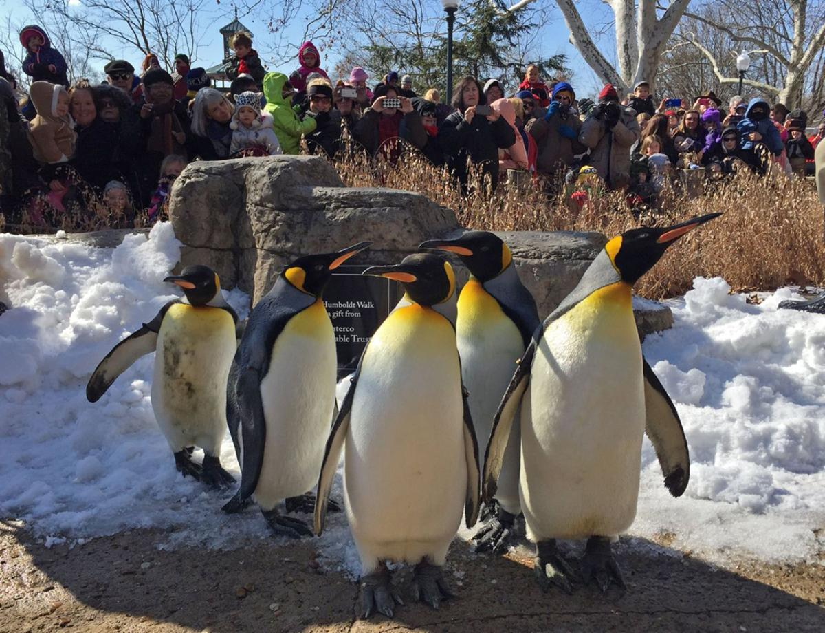 Welcome back! Zoo&#39;s penguins are ready to see you again | Entertainment | www.lvspeedy30.com