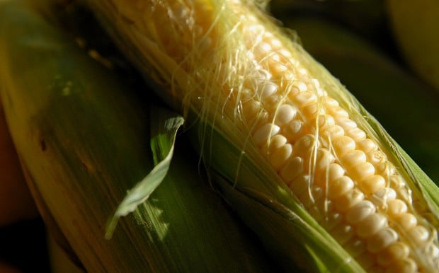 Sweet corn ear