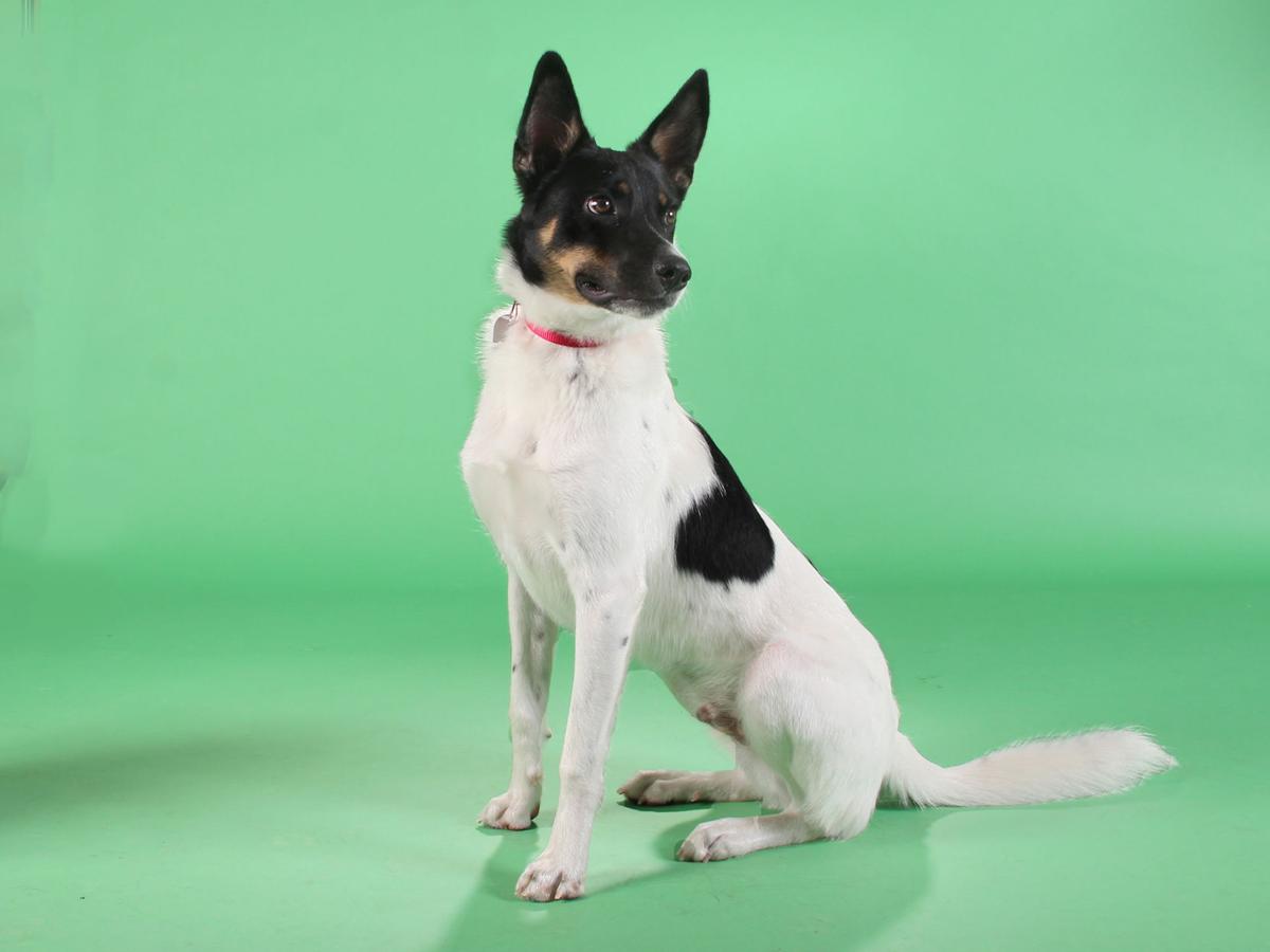 Pets Of The Week A German Shepherd Mix A Border Collie Mix And A Chihuahua Pets Stltoday Com