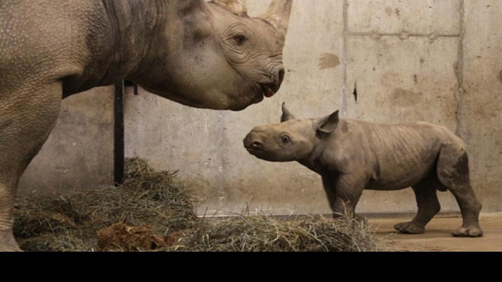 Black rhino is born at St. Louis Zoo | Metro | mediakits.theygsgroup.com