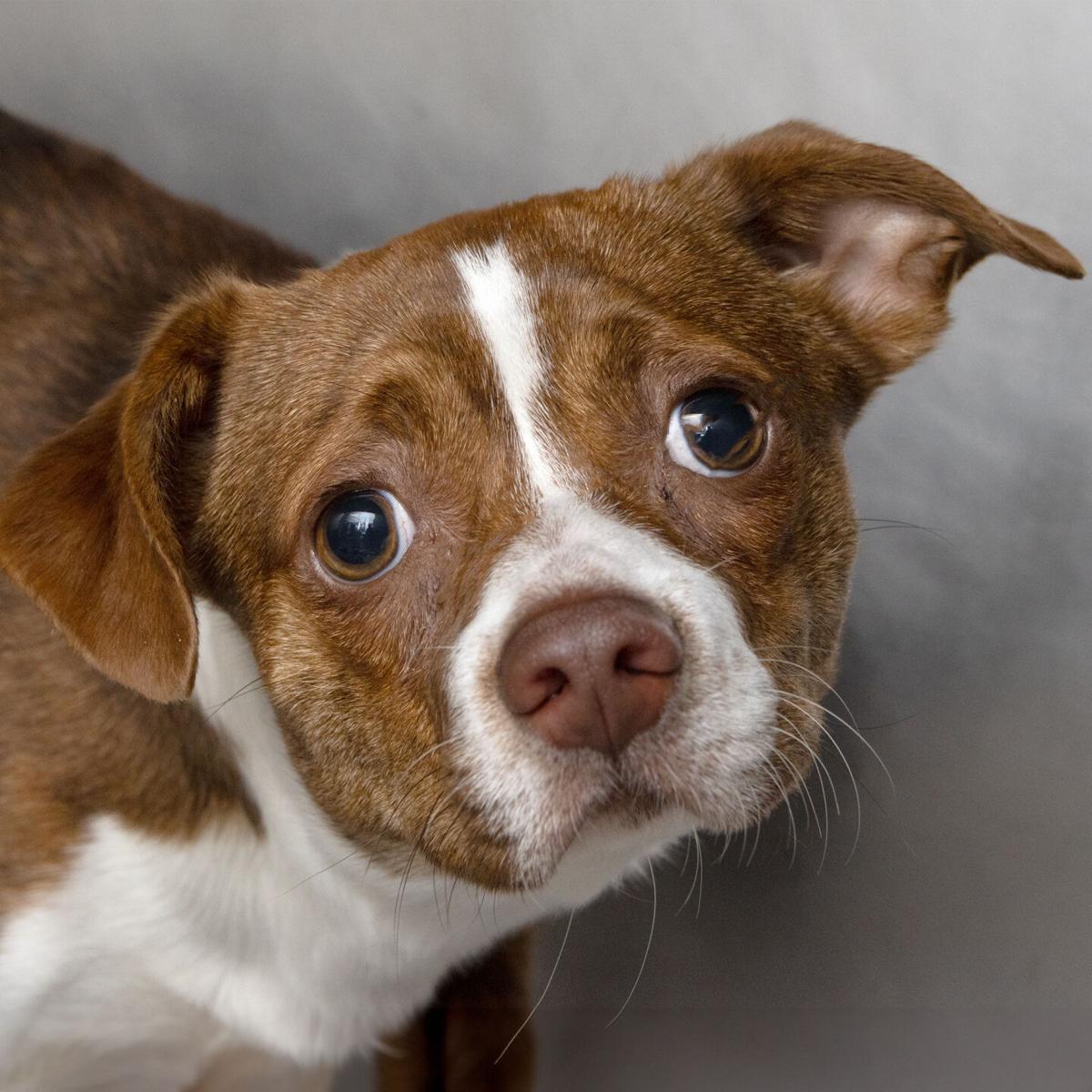 Pet of the week: Gizmo