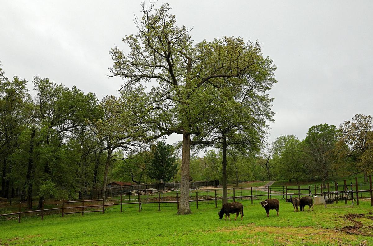 Grant’s Farm starts a new season Friday, sans elephants Entertainment