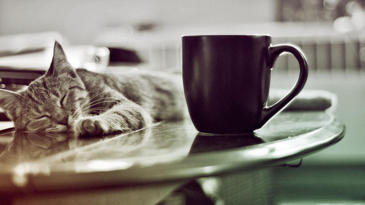 Short Take Today S Sign That The Apocalypse Is Near Cat Cafes