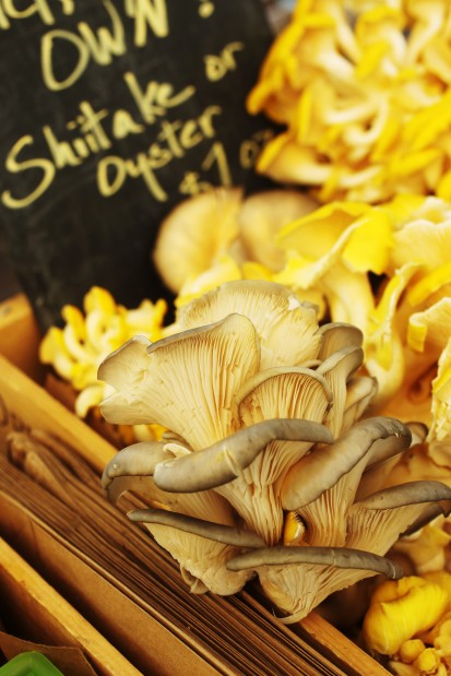 Ozark Forest Mushrooms at the Schlafly Farmers Market