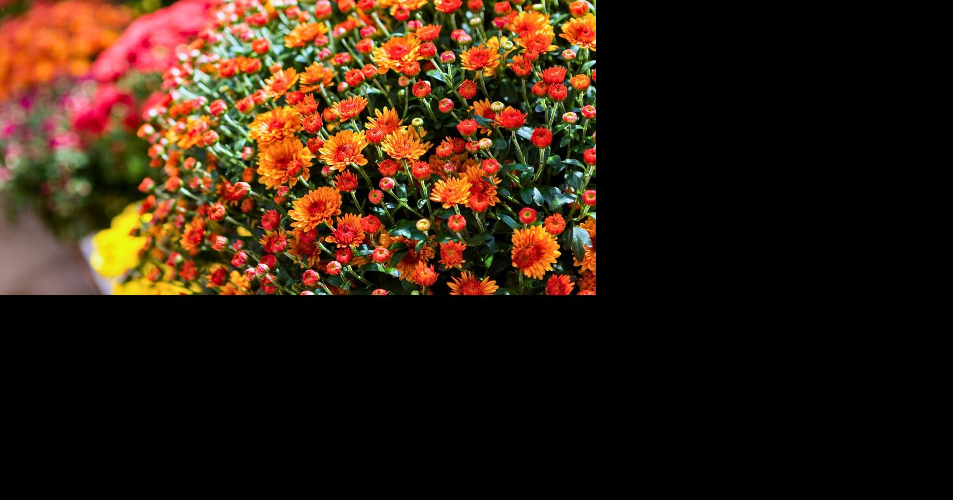 Beloved Belleville gardening business to close after 21 years