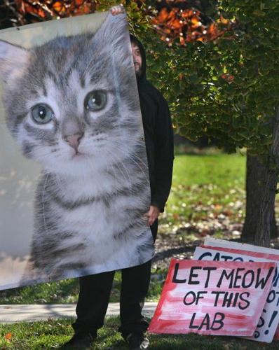 Meow, Meow, Meow: Why Do Cats Meow? - Mountain Road Animal Hospital