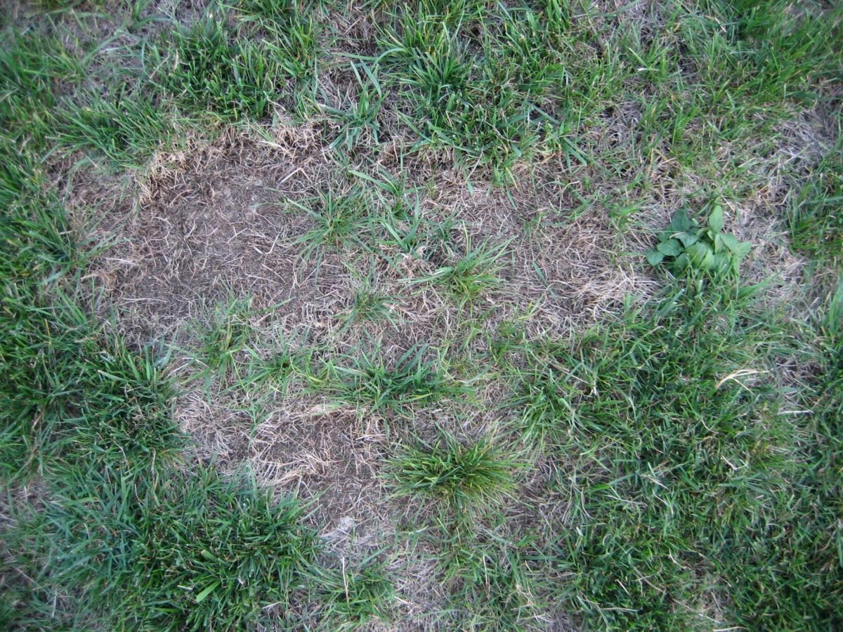 Thin patchy lawn