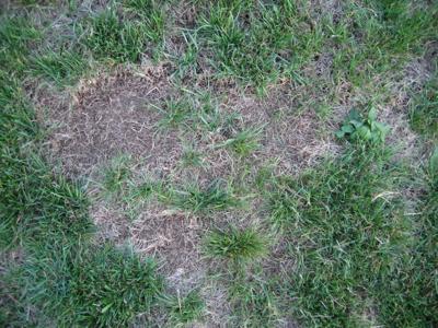 Thin patchy lawn