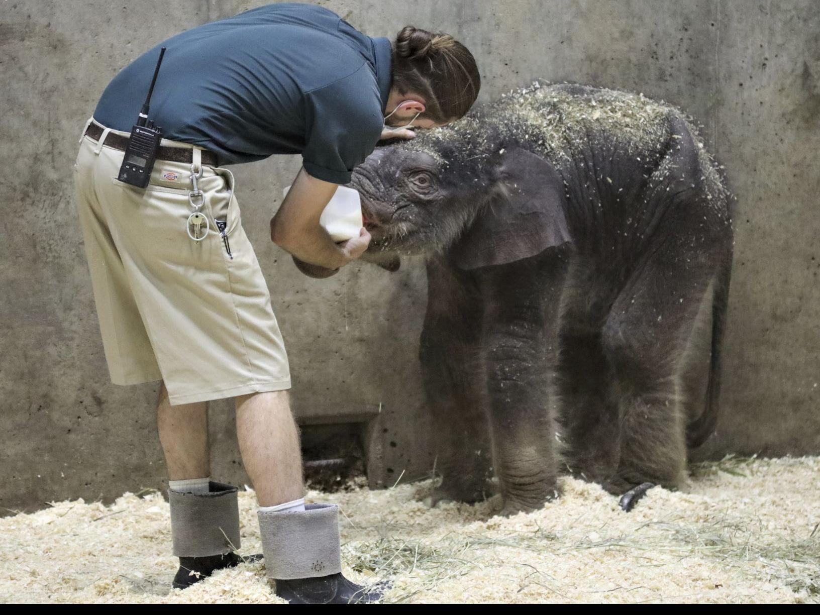 Newborn Elephant Calf Dies At St Louis Zoo Metro Stltoday Com