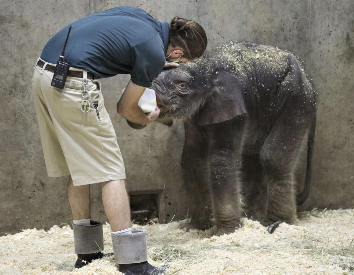 Newborn Elephant Calf Dies At St Louis Zoo Metro Stltoday Com