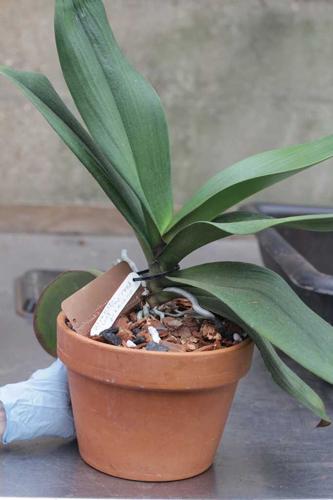 Phalaenopsis or moth orchid with no blooms