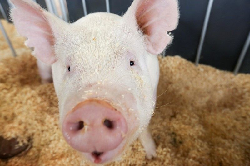 Video shows animal cruelty at Walmart pork supplier