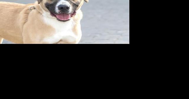 Humane Society of Missouri pets for adoption - Vimarsana News