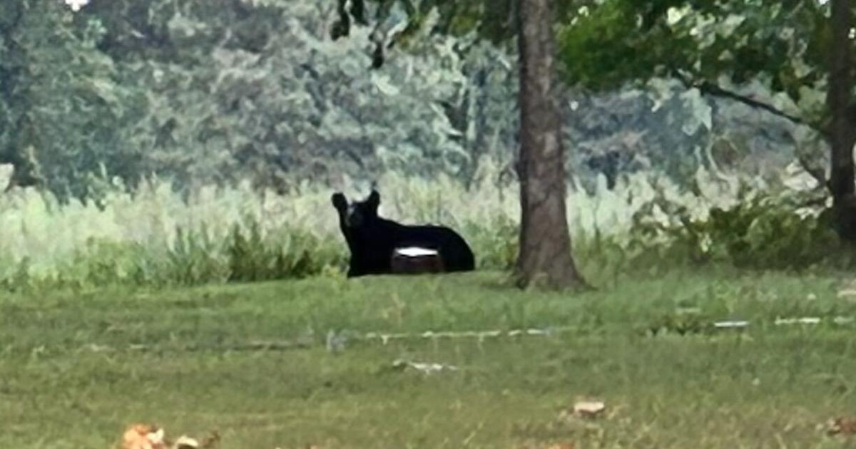 Third bear sighting reported in southern Illinois, sheriff says Third bear sighting reported in southern Illinois, sheriff says