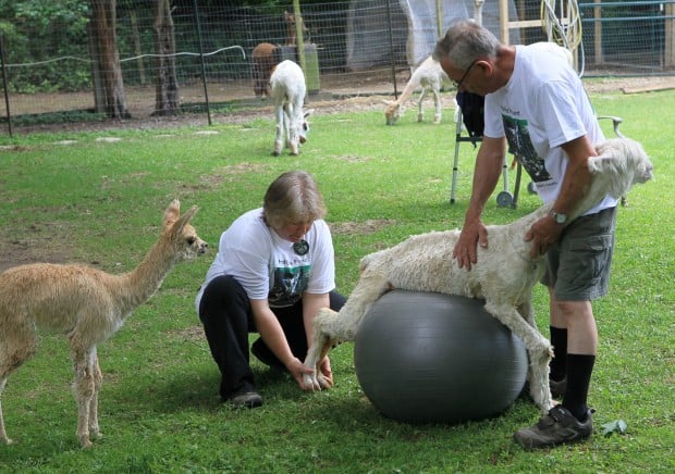 Marie-Hope, a Baby Alpaca in Germany, Receives Gift of Mobility With New  Wheelchair