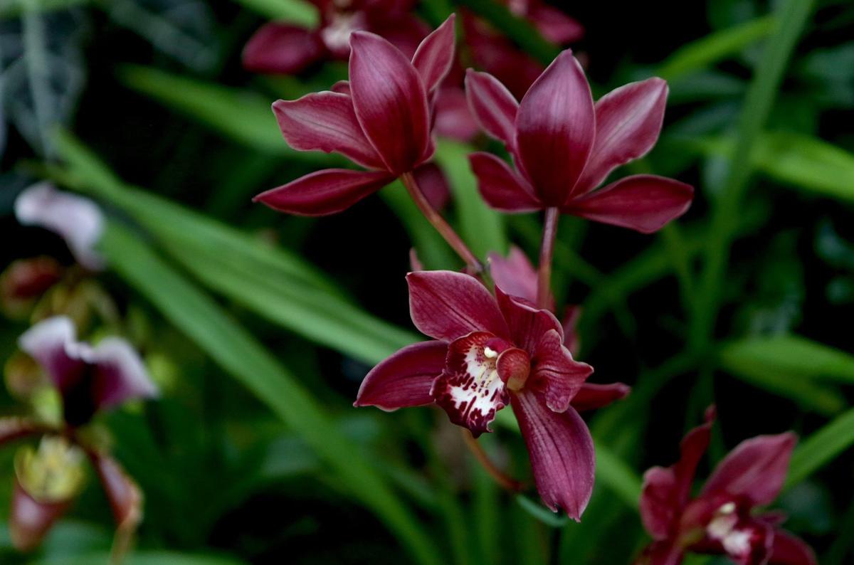Orchid Show opens at Missouri Botanical Garden