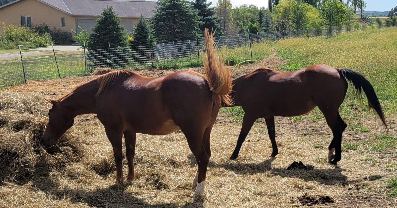 Dozens of malnourished horses were seized from Nebraska vet. Now she's getting $113,000 from their auction. - Vimarsana News