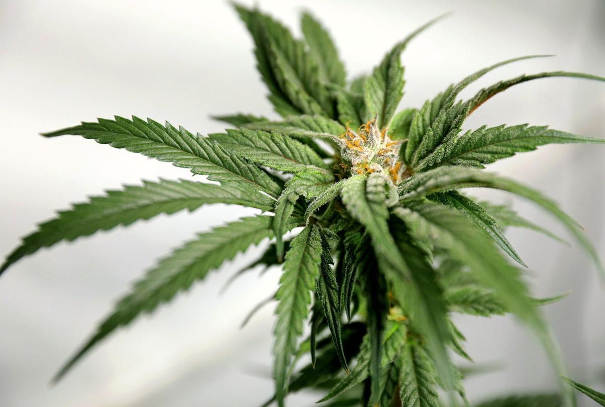 Legal marijuana growing in Missouri
