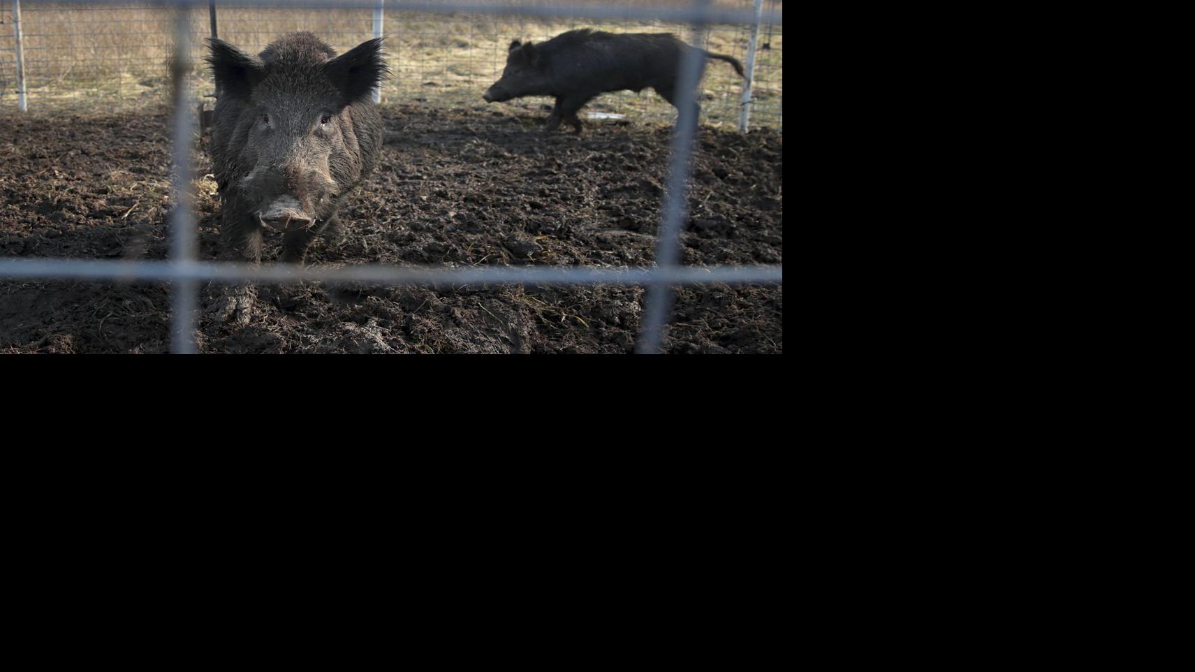 Missouri killed a record number of feral hogs in 2019. And it might not